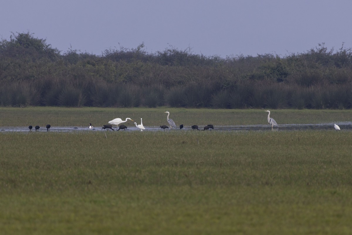 Graureiher - ML645588188