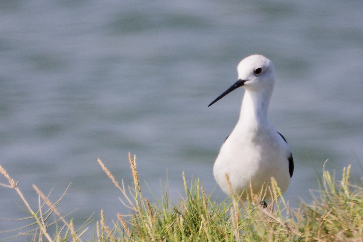 Stelzenläufer - ML645588189