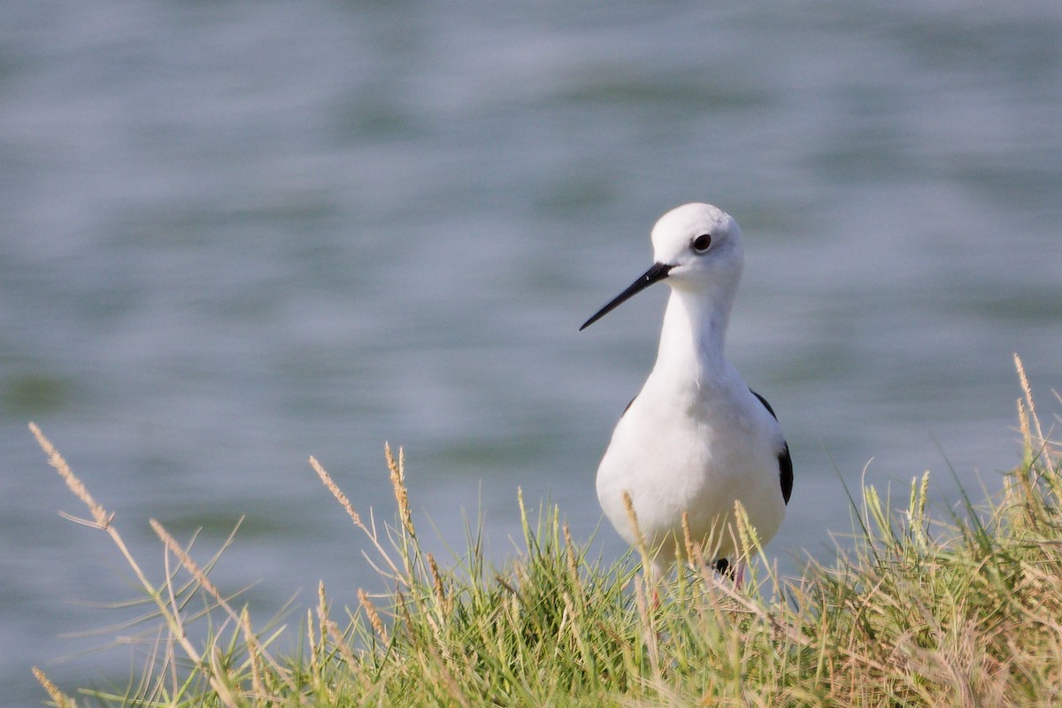 Stelzenläufer - ML645588190