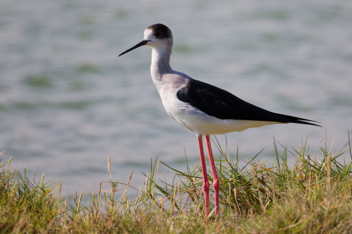 Stelzenläufer - ML645588193