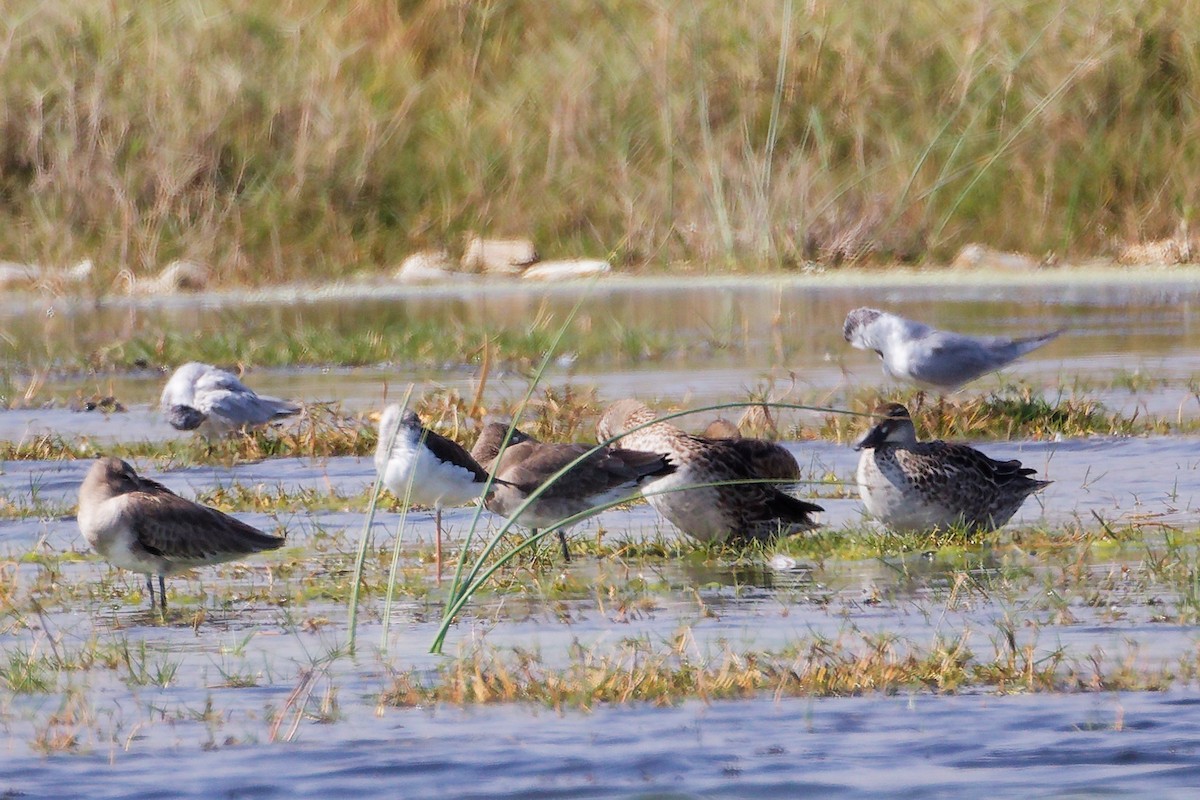 Garganey - ML645588195