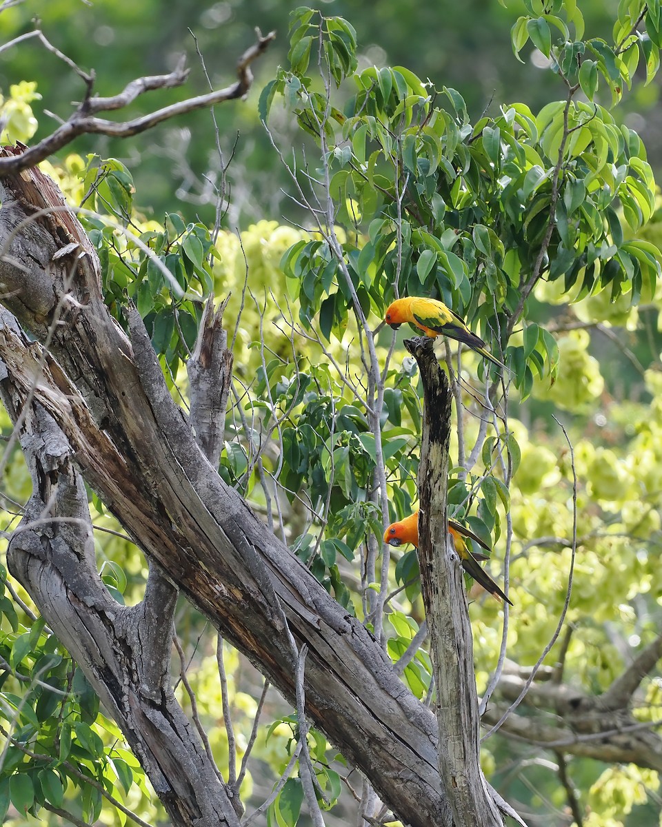 コガネメキシコインコ - ML645588230