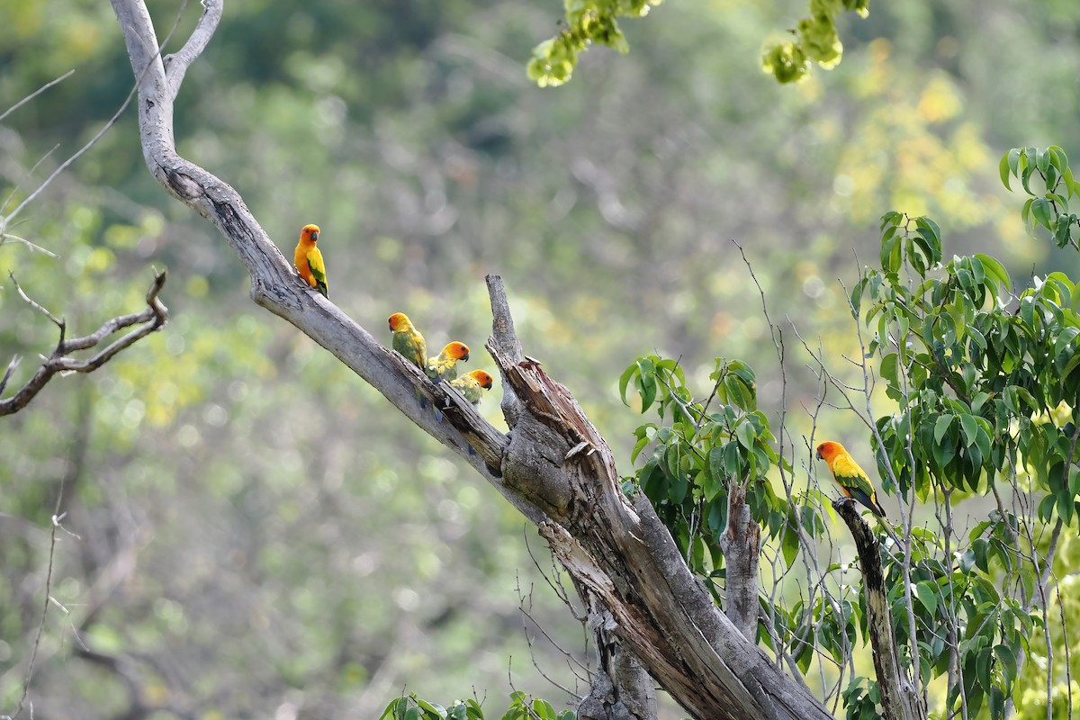 コガネメキシコインコ - ML645588231