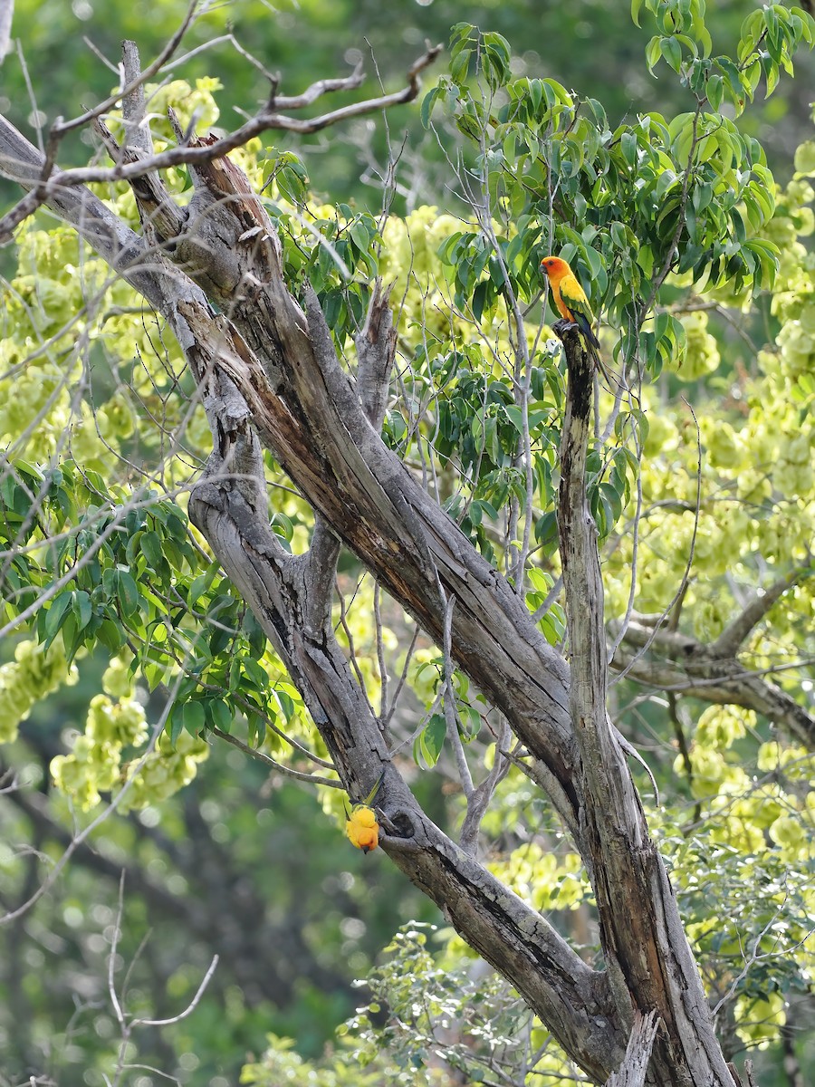 コガネメキシコインコ - ML645588232