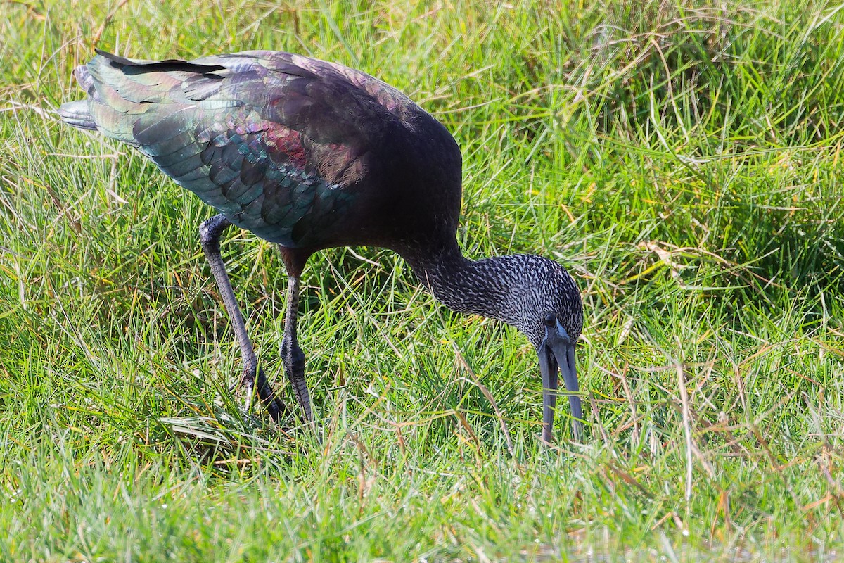 ブロンズトキ - ML645588253