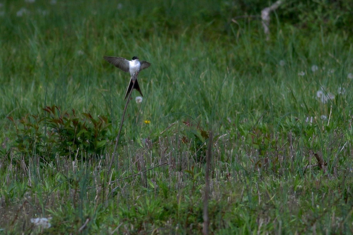 Fork-tailed Flycatcher - ML645588254