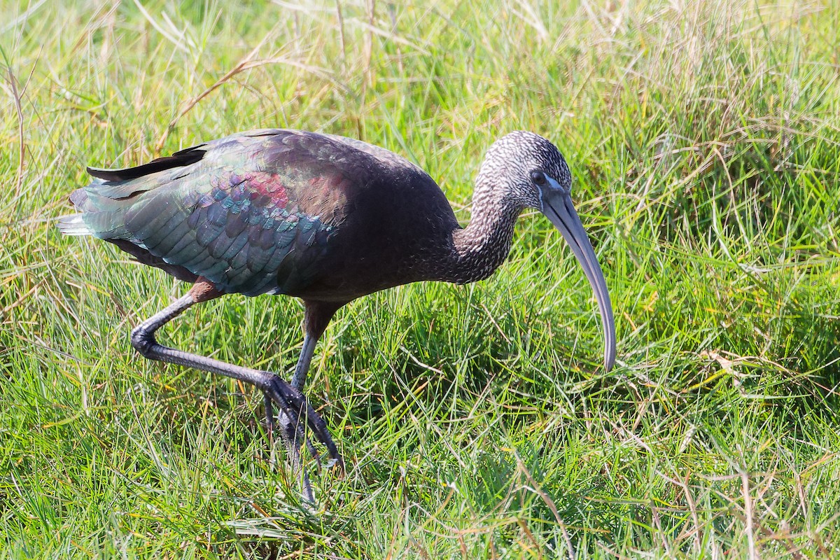 ブロンズトキ - ML645588255