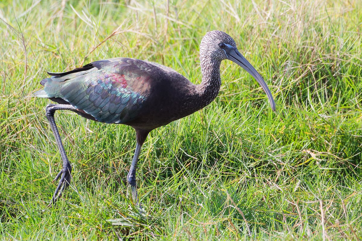 ブロンズトキ - ML645588256