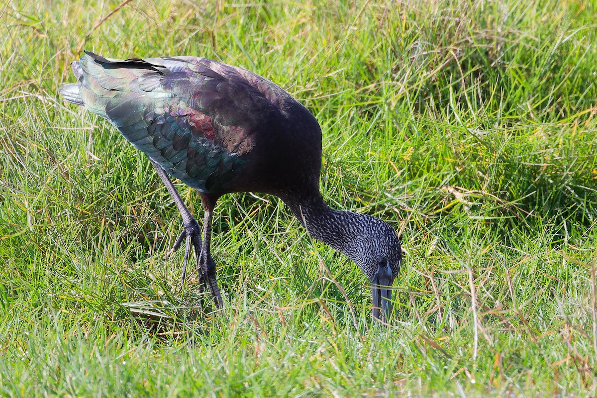 ブロンズトキ - ML645588257