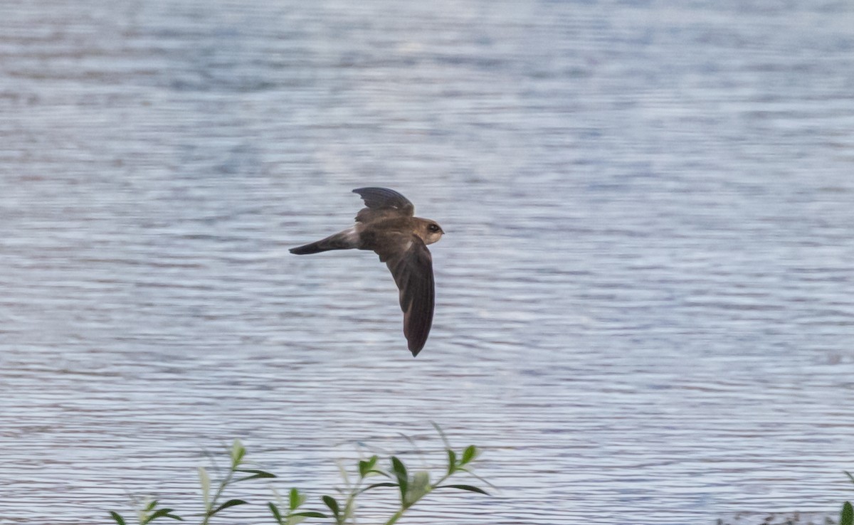 ジャワアナツバメ - ML645588258