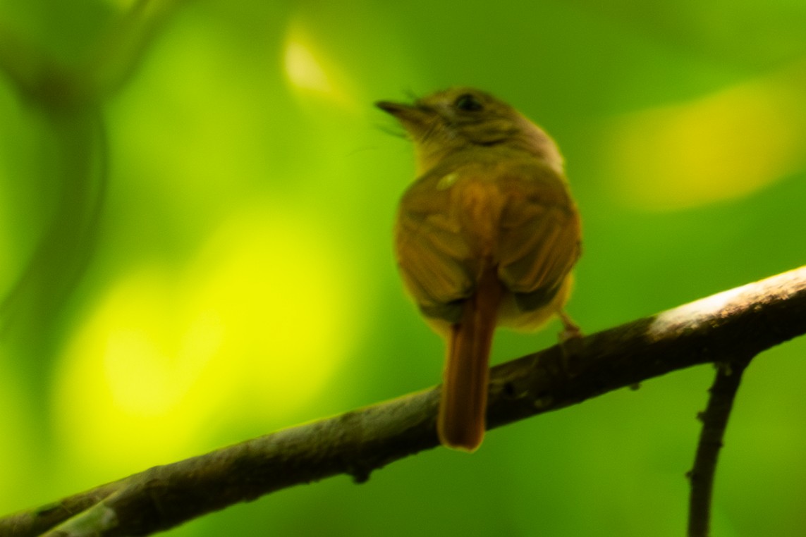 Ruddy-tailed Flycatcher - ML645588259