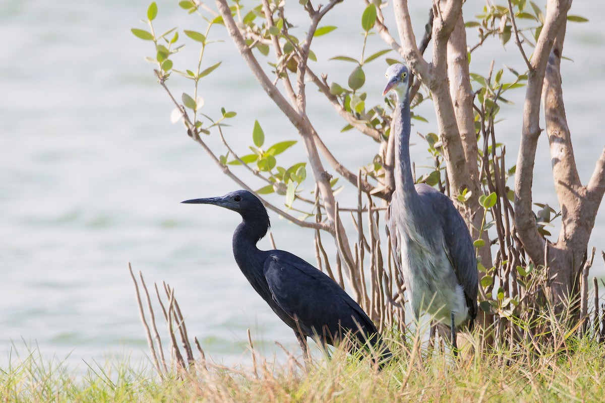 クロコサギ - ML645588260