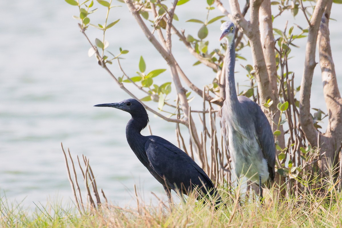 クロコサギ - ML645588261