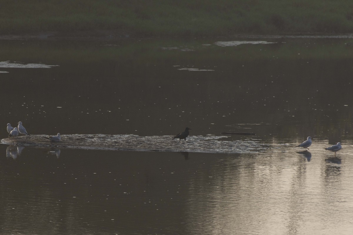 ミヤマガラス - ML645588262