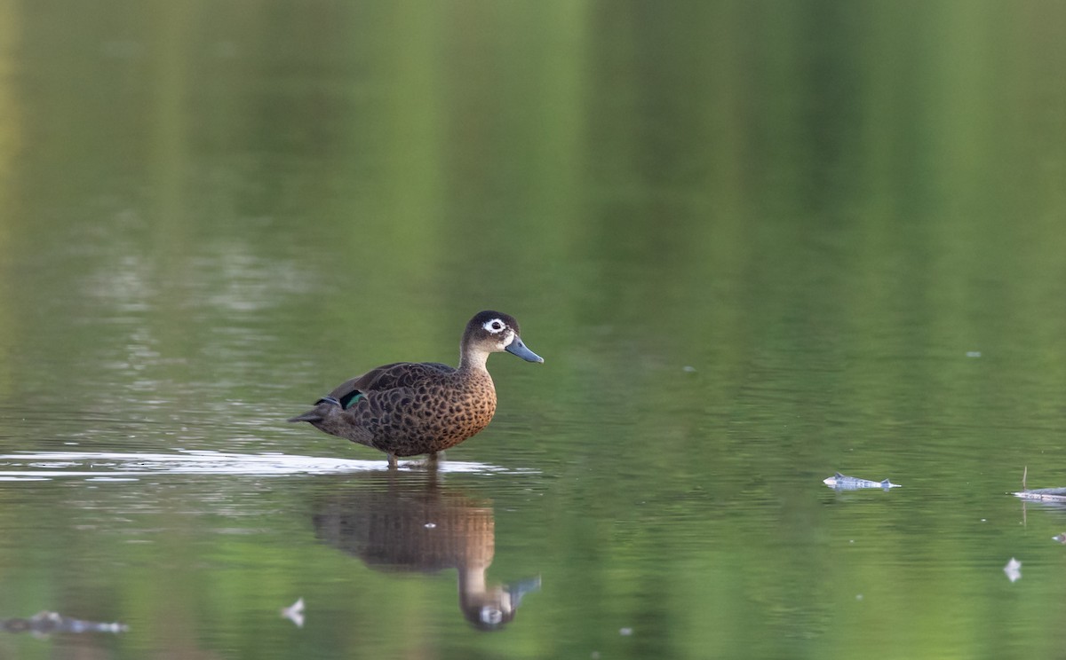 アンダマンシコガモ - ML645588264