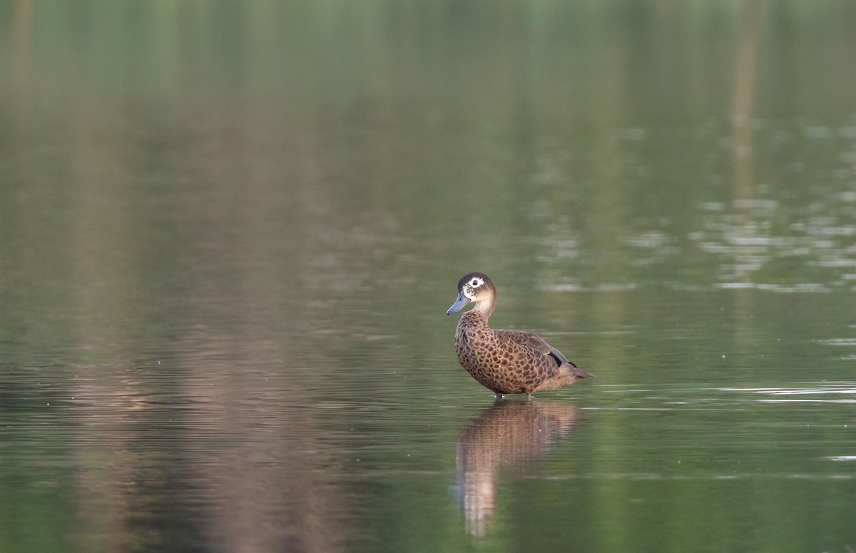 アンダマンシコガモ - ML645588265