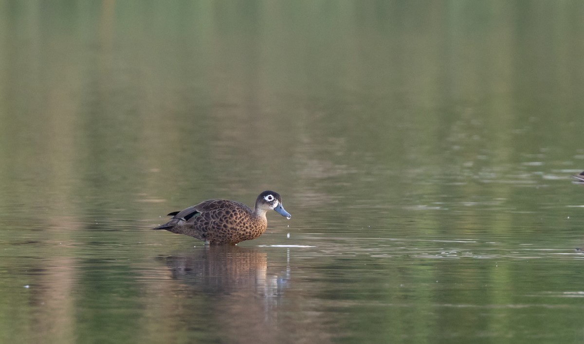 アンダマンシコガモ - ML645588266