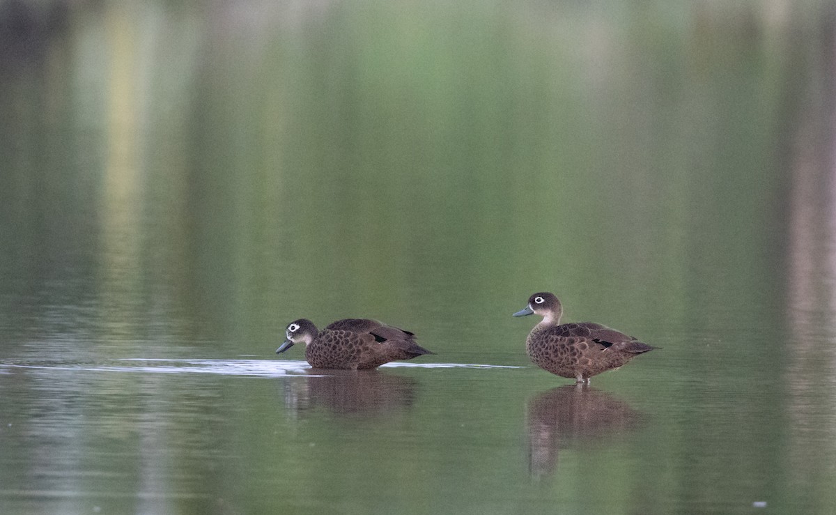 čírka andamanská - ML645588267