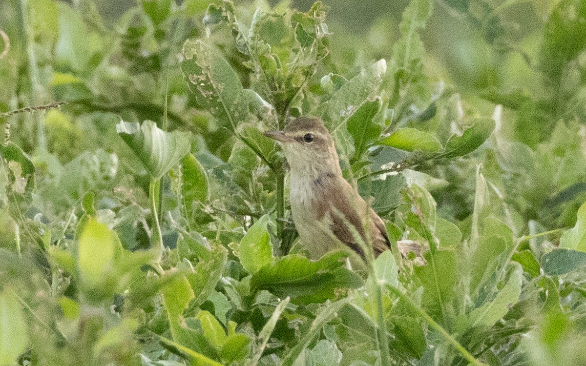 オオヨシキリ - ML645588268