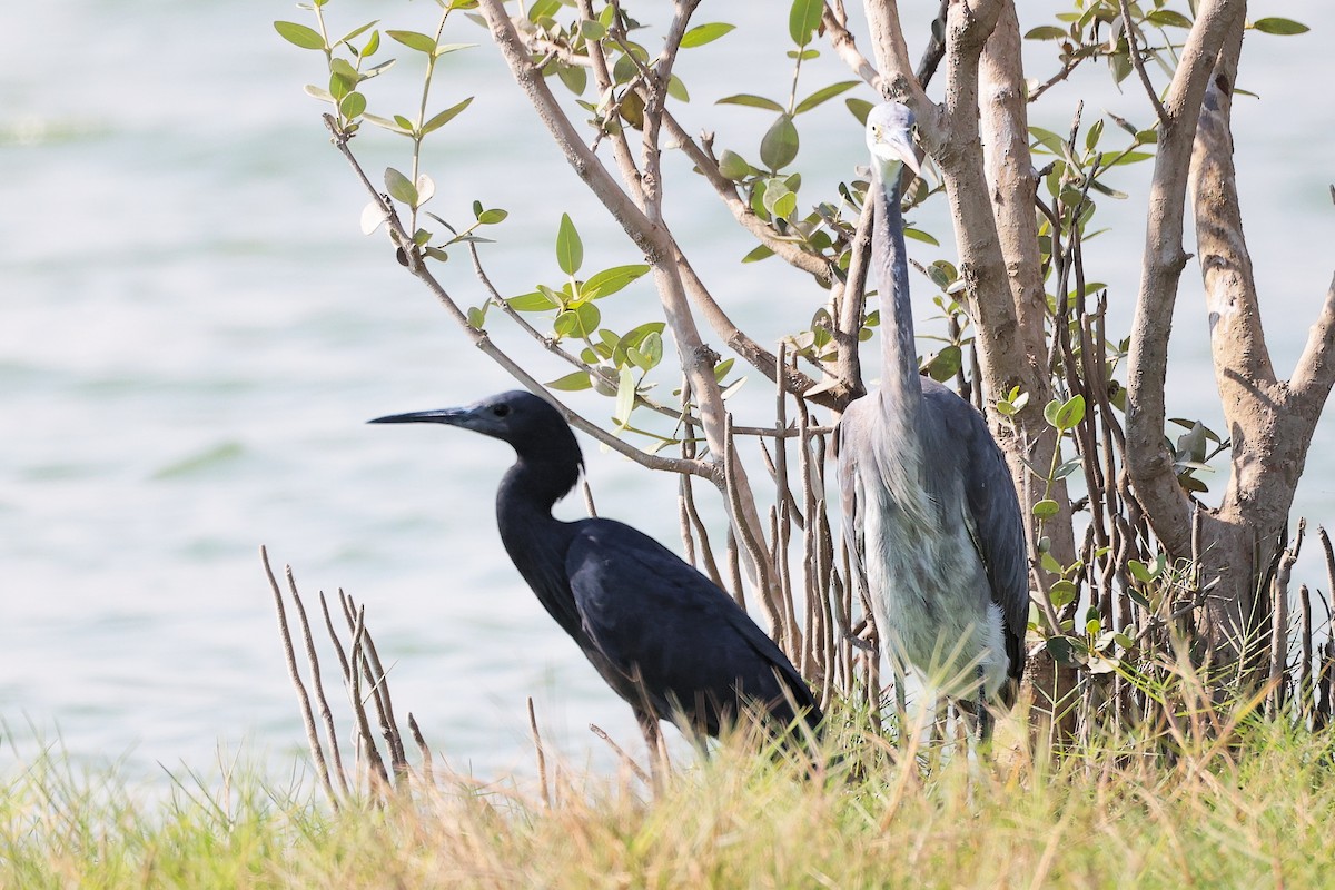 クロコサギ - ML645588270