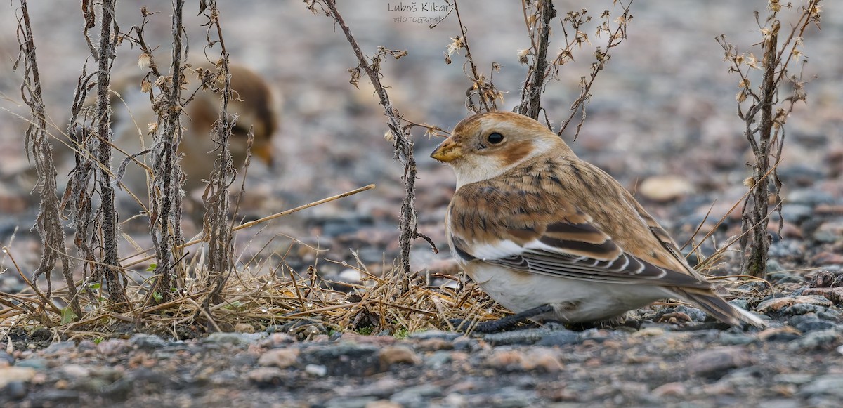 sněhule severní - ML645588271