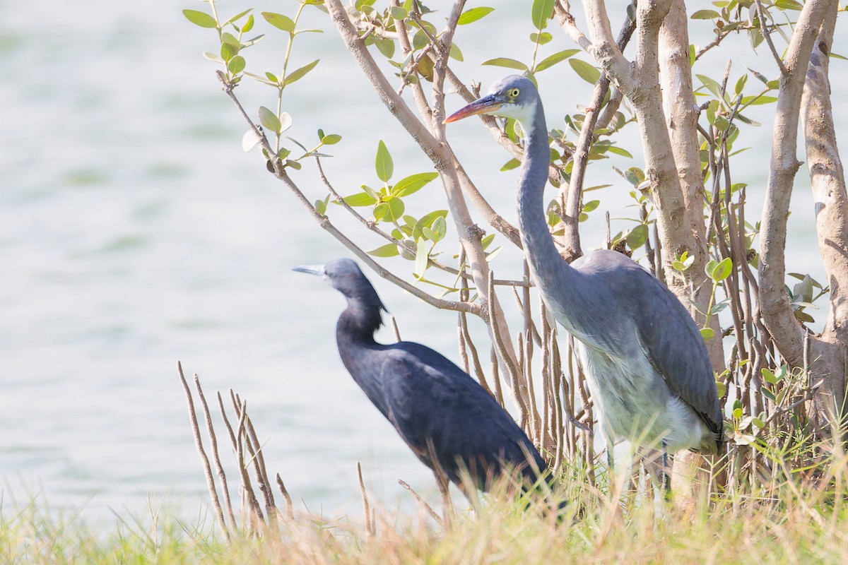 クロコサギ - ML645588272