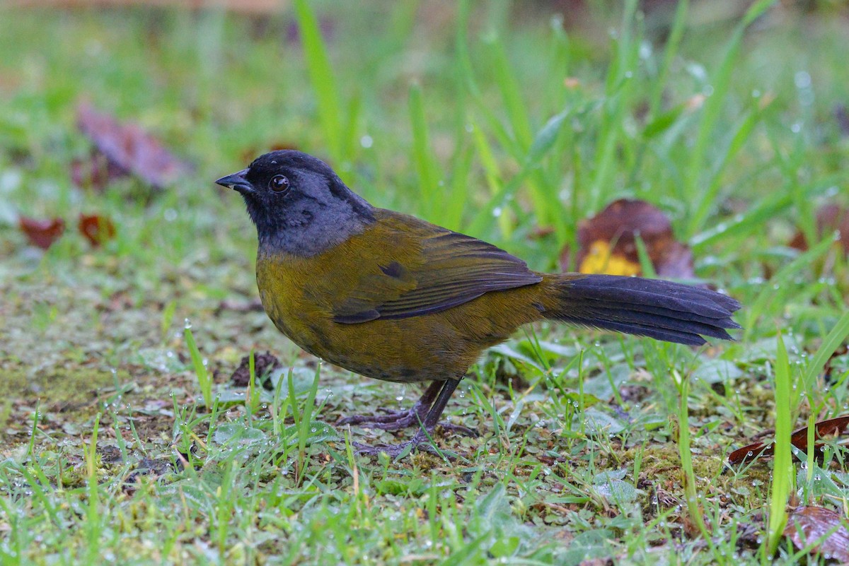 オオアシシトド - ML645588273