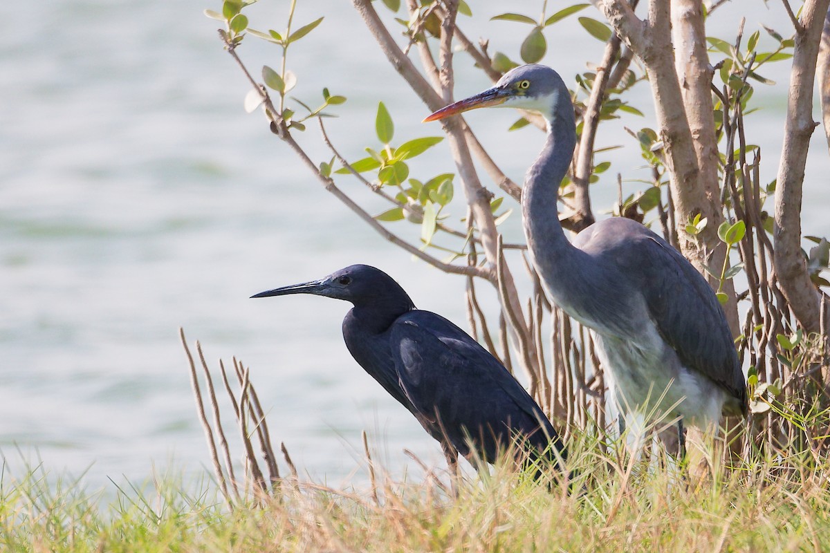 クロコサギ - ML645588274