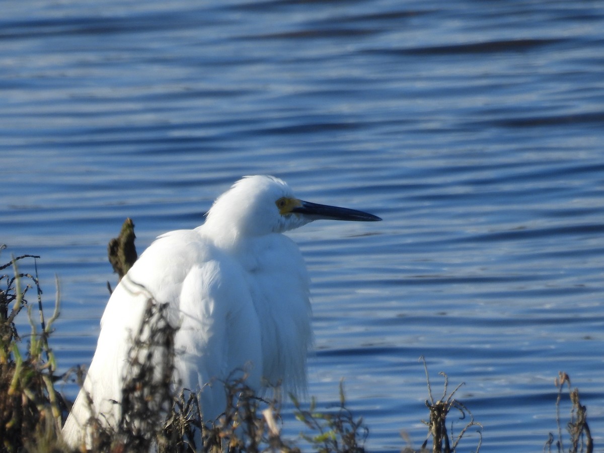 メキシコマシコ - ML645588278