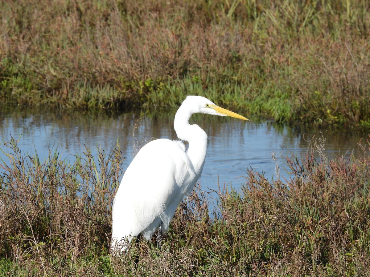 メキシコマシコ - ML645588281