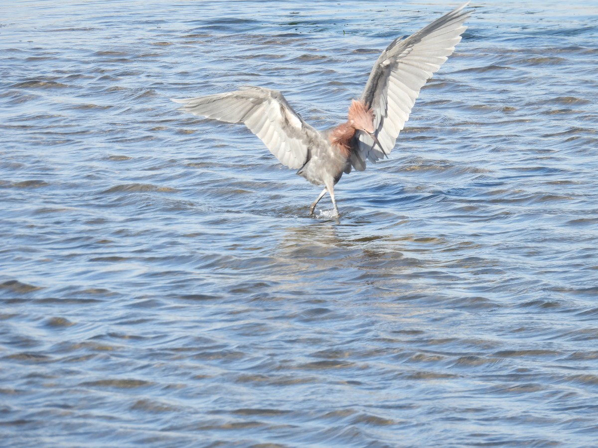 メキシコマシコ - ML645588283