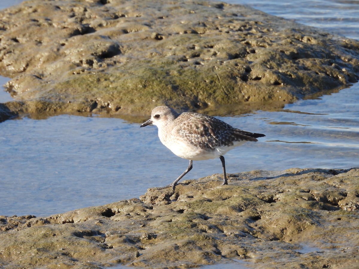 メキシコマシコ - ML645588284