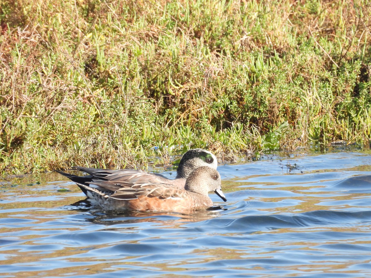メキシコマシコ - ML645588285
