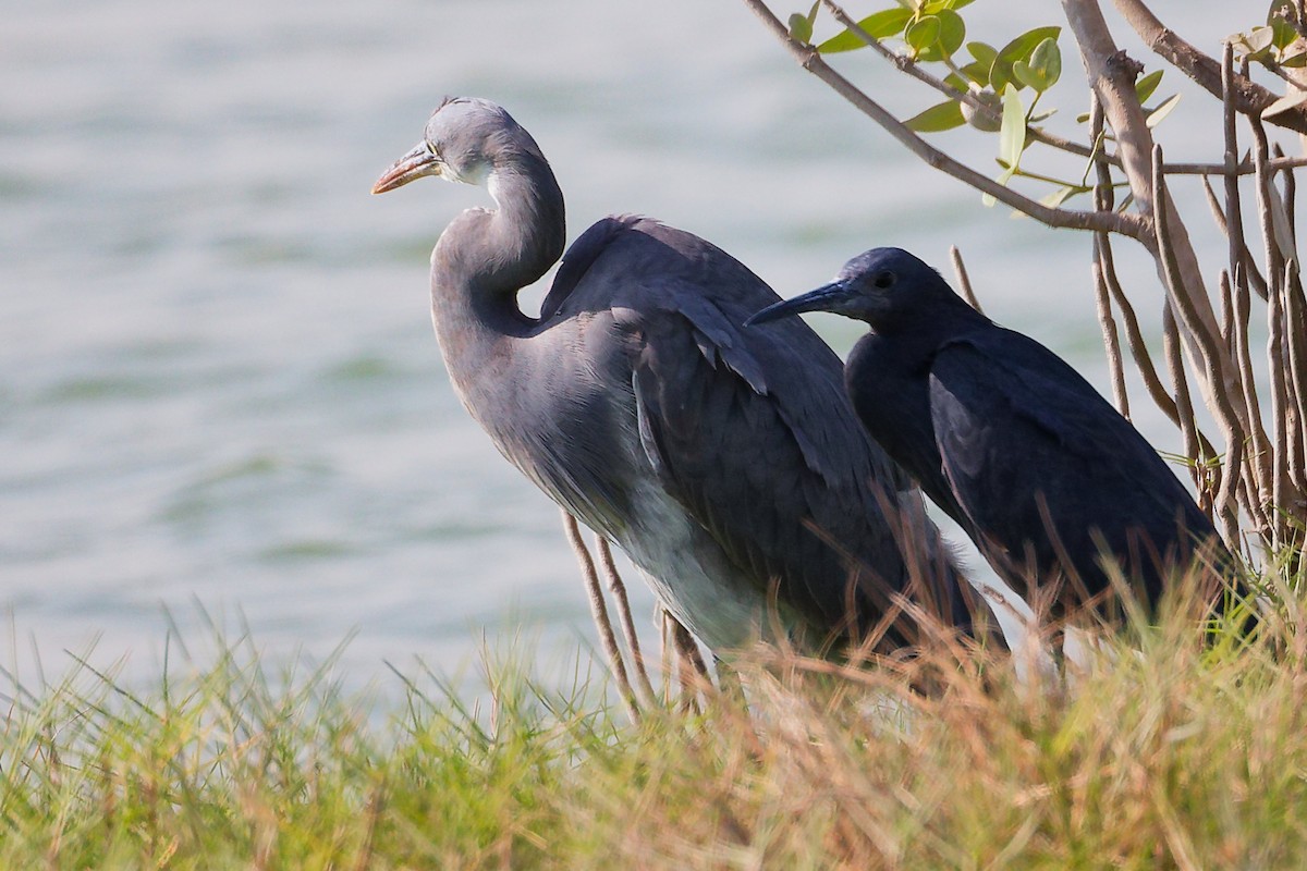 クロコサギ - ML645588286