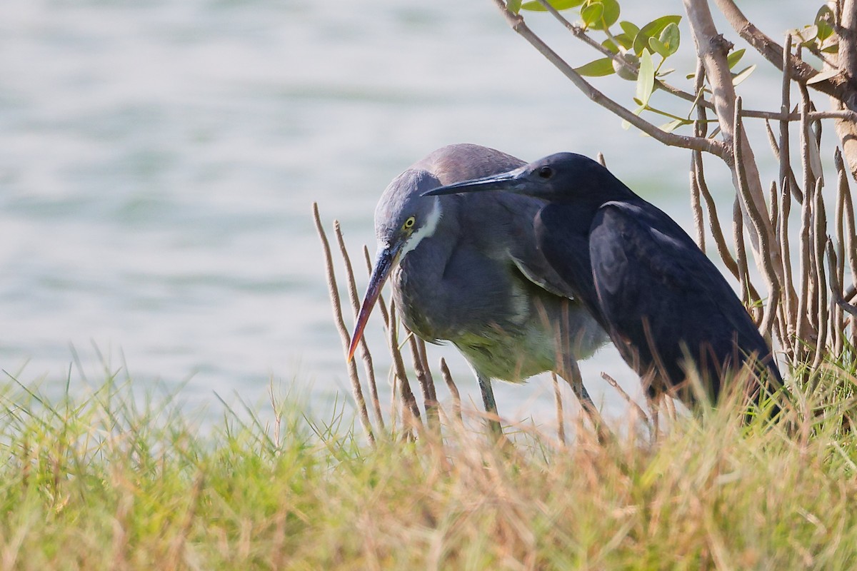 クロコサギ - ML645588287