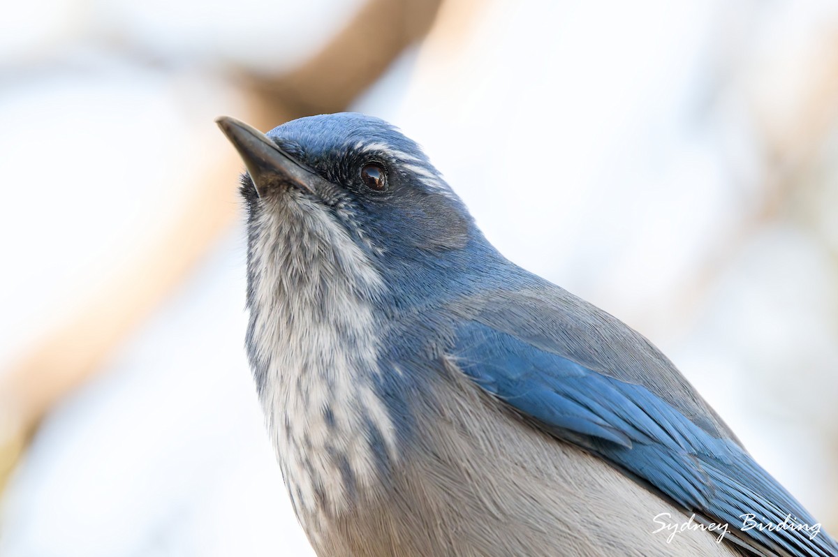 ウッドハウスカケス - ML645588288