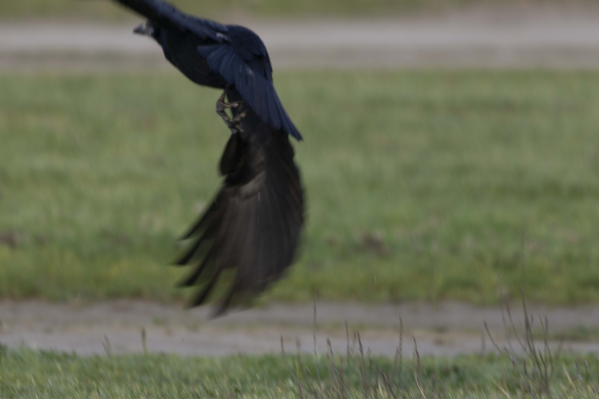 Ekin Kargası - ML645588289