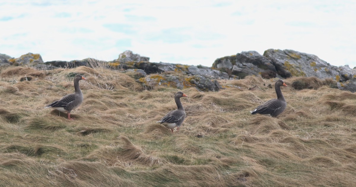 Oca selvatica - ML645588302