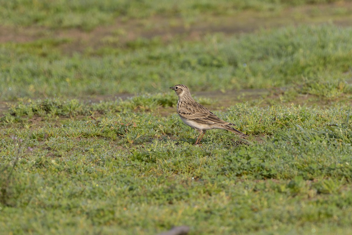 skřivan polní - ML645588308