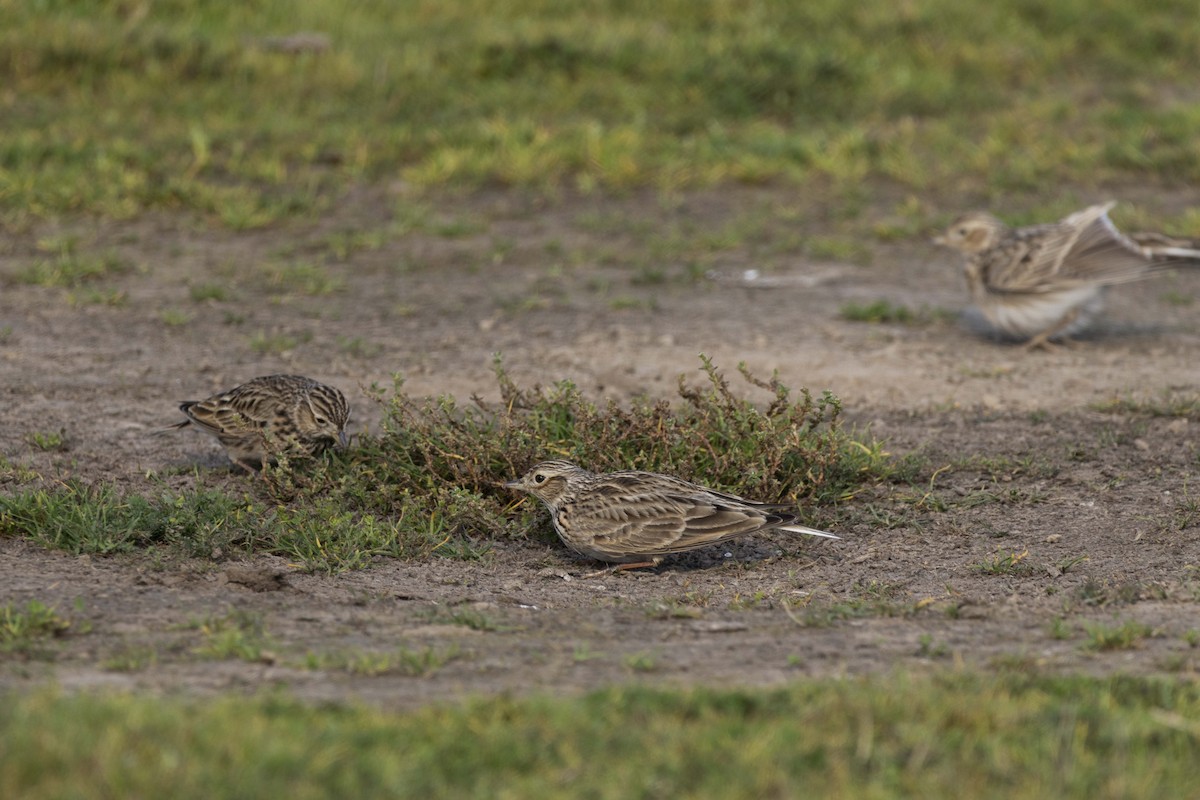 skřivan polní - ML645588312