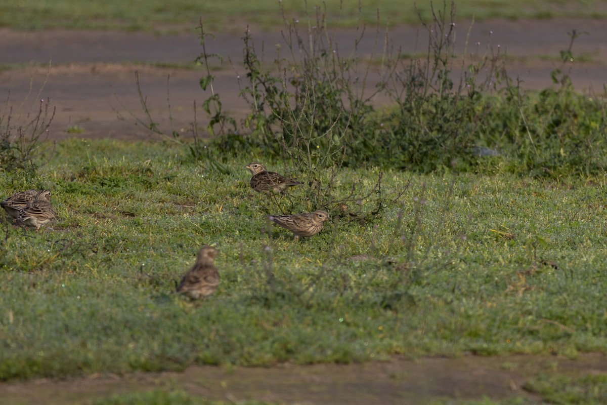 skřivan polní - ML645588313