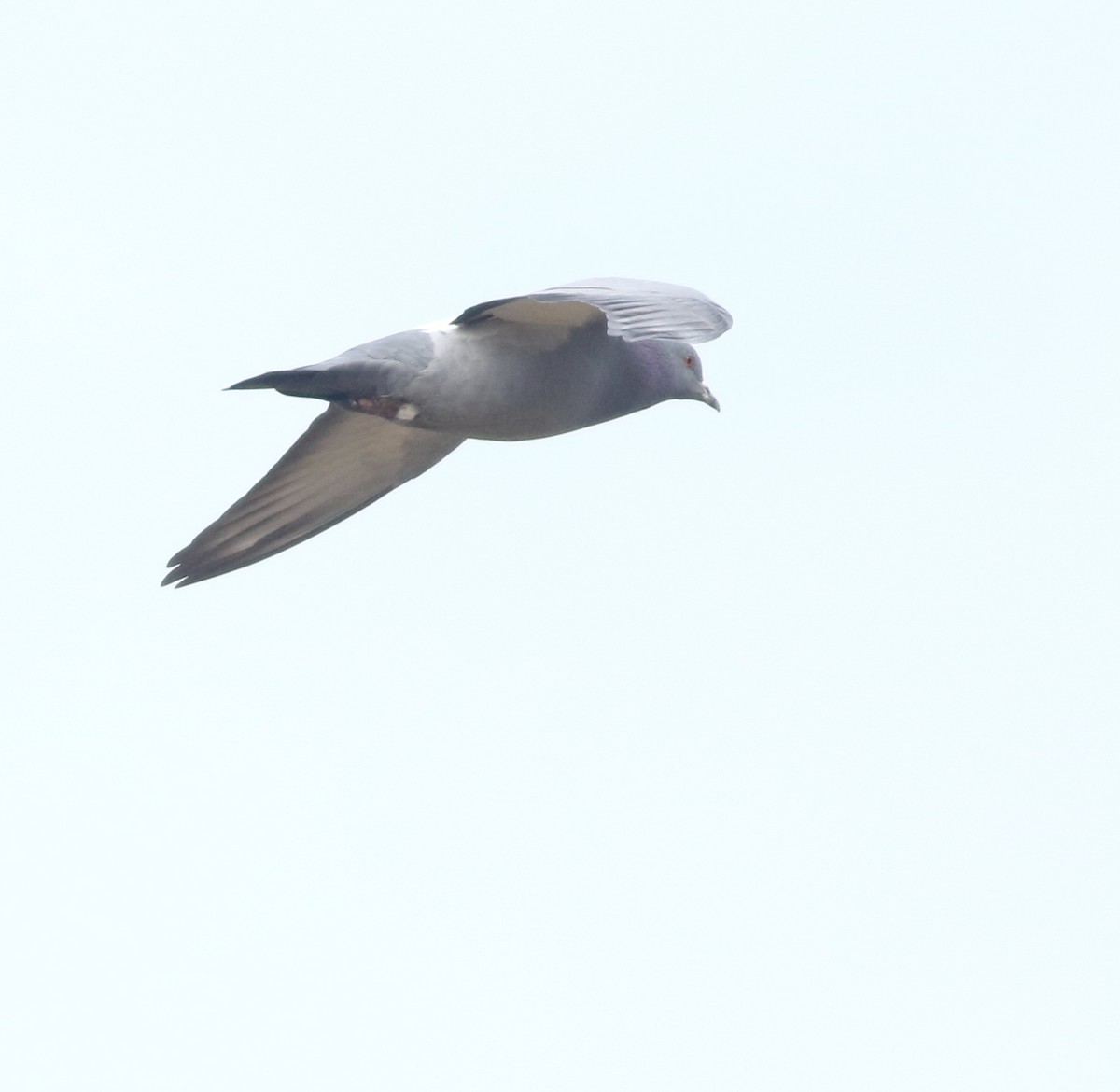 holub skalní (domácí) - ML645588322