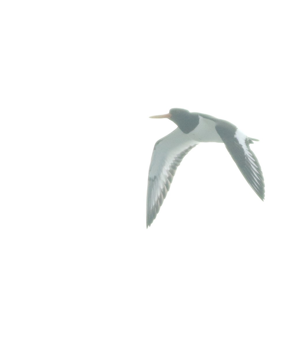 ústřičník velký - ML645588323