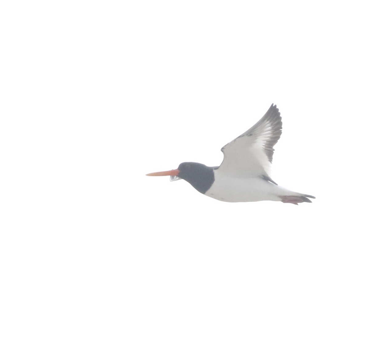 ústřičník velký - ML645588324