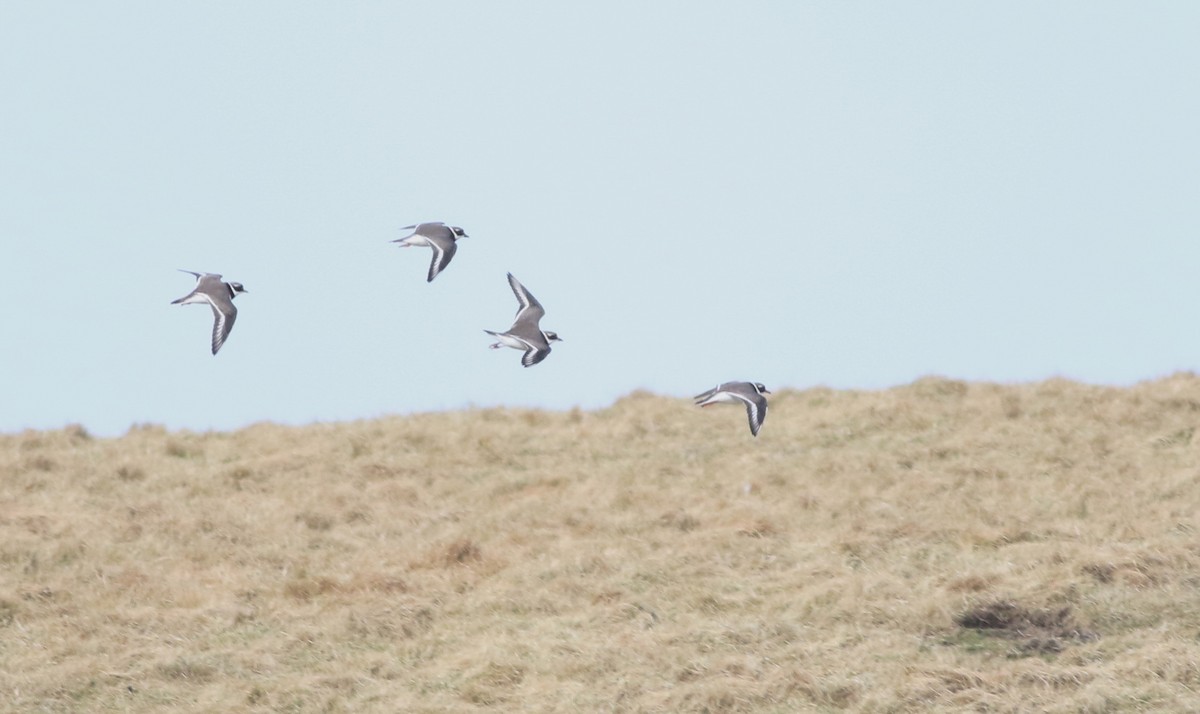 kulík písečný - ML645588326