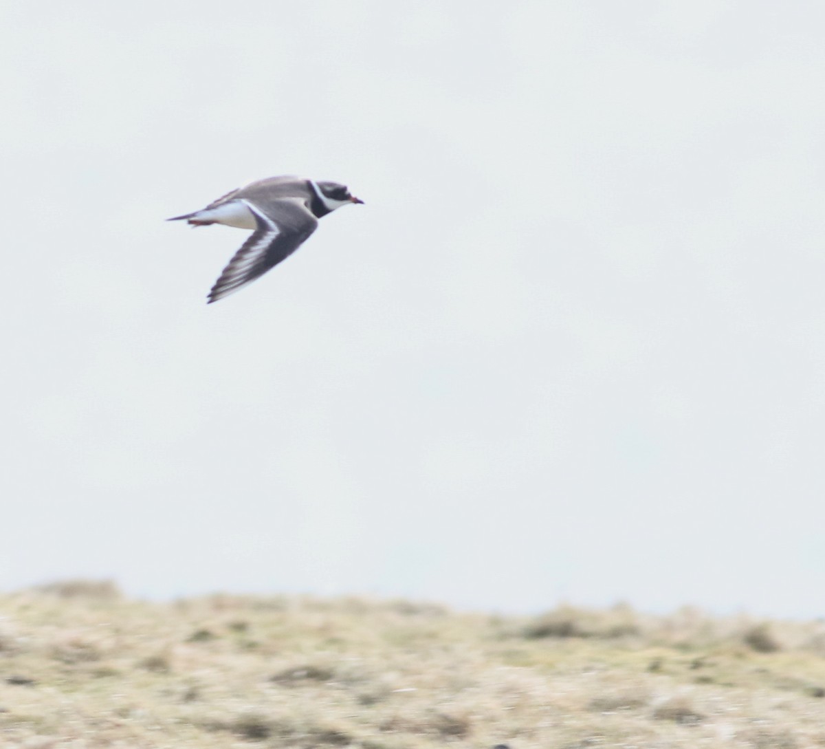 kulík písečný - ML645588327