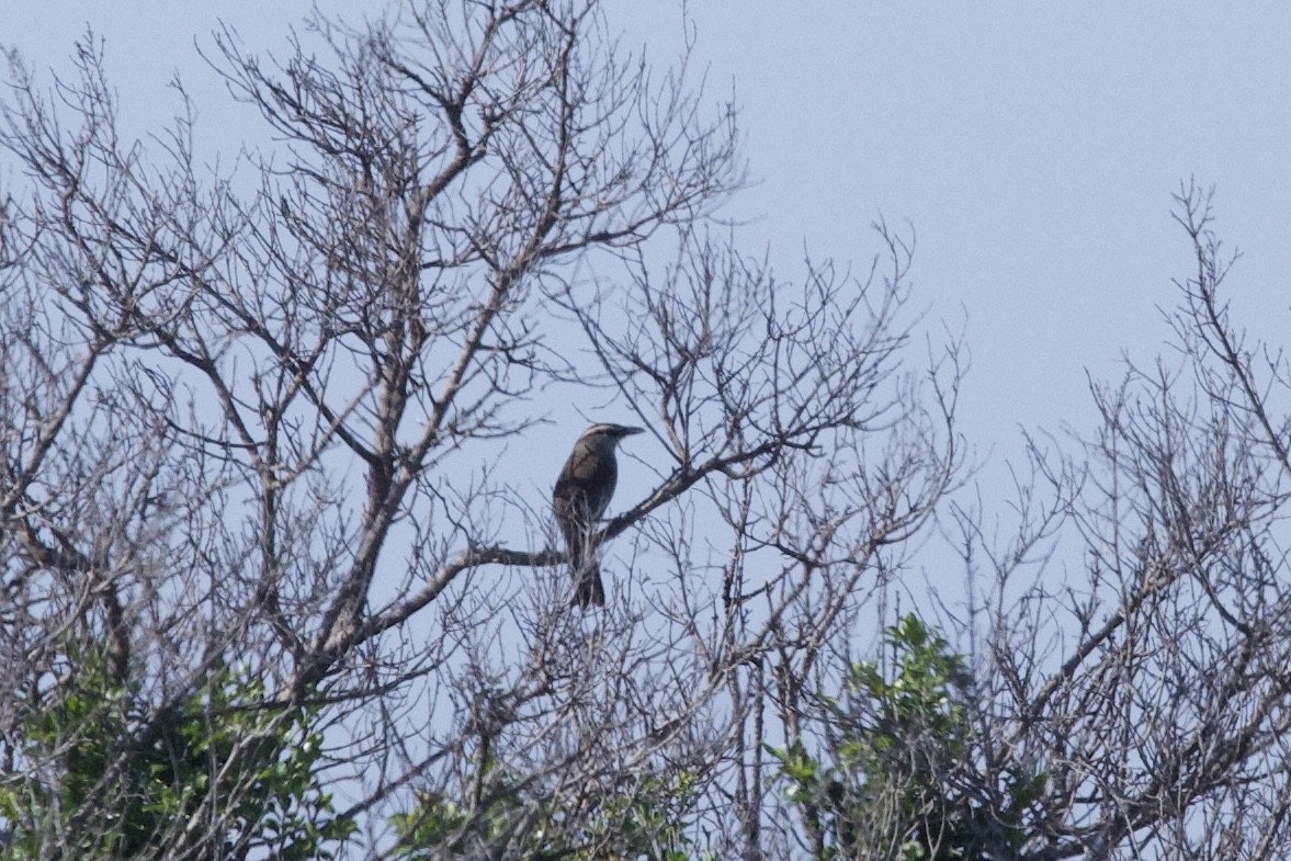 Southern Tchagra - ML645588328