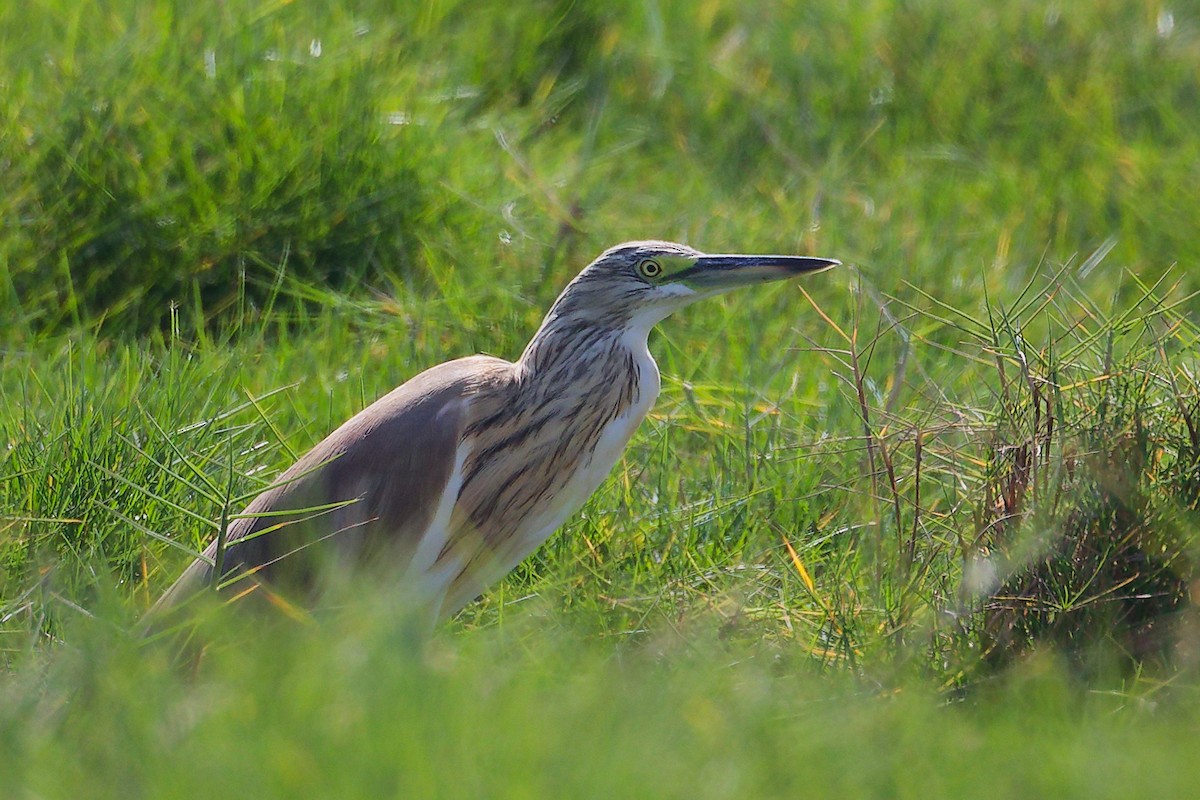 volavka vlasatá - ML645588329