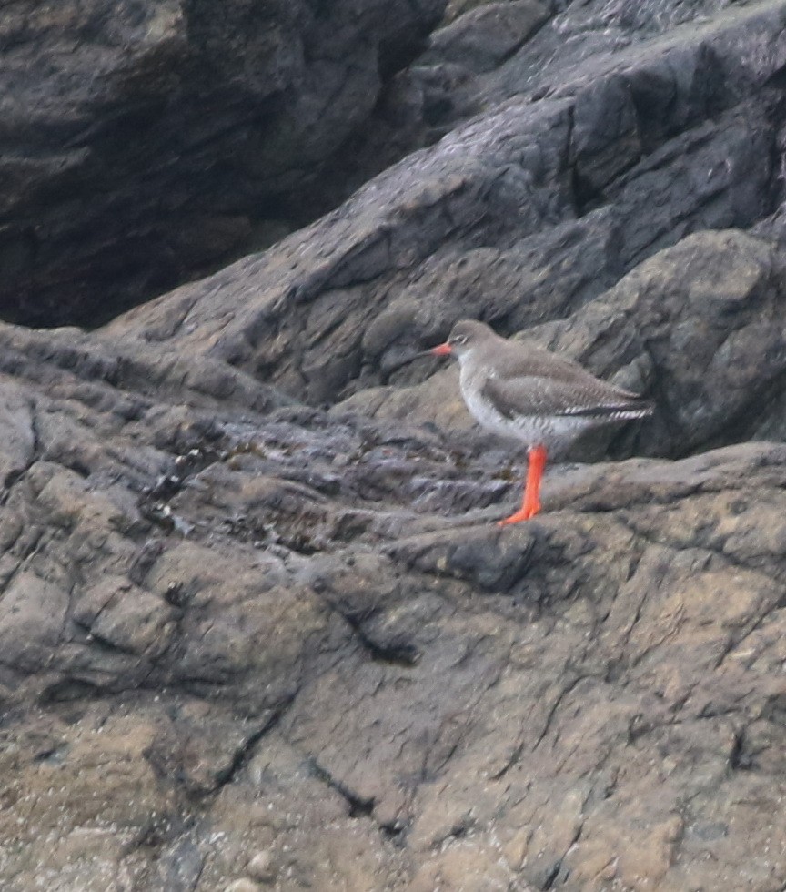 vodouš rudonohý - ML645588330