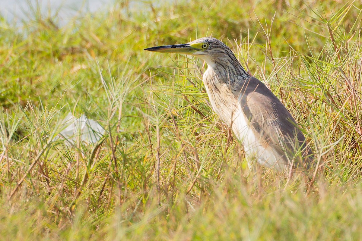 volavka vlasatá - ML645588331